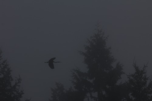 Great Blue Heron through the Fog